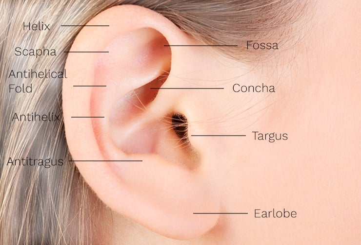 Diagram of external ear for setback otoplasty.