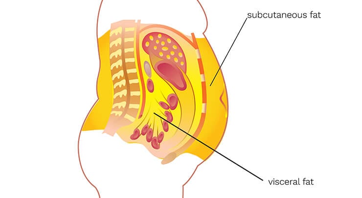 diagram showing visceral fat and subcutaneous fat on the human body.