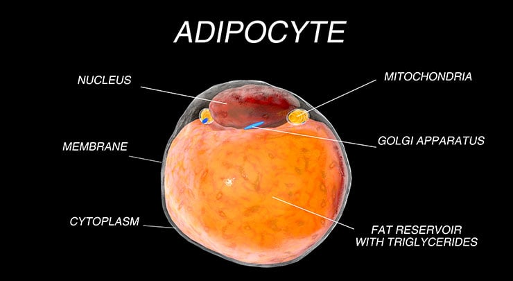 Diagram of a human fat cell.